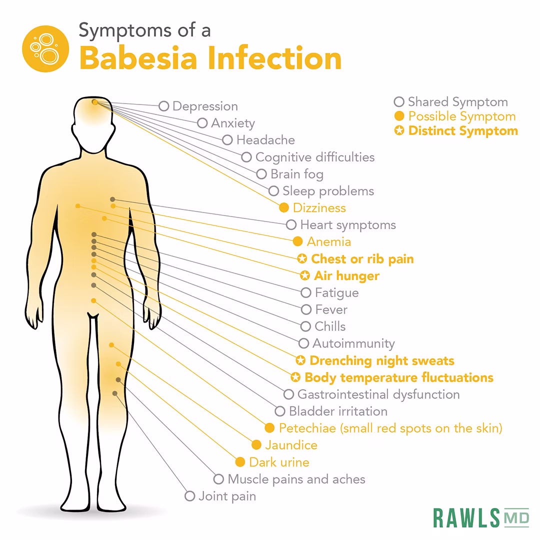Babesia Infection Symptom Chart